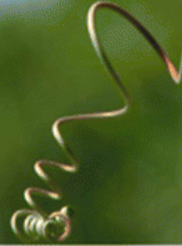 Helical micro-swimmer：Hierarchical tail design and propulsive motility