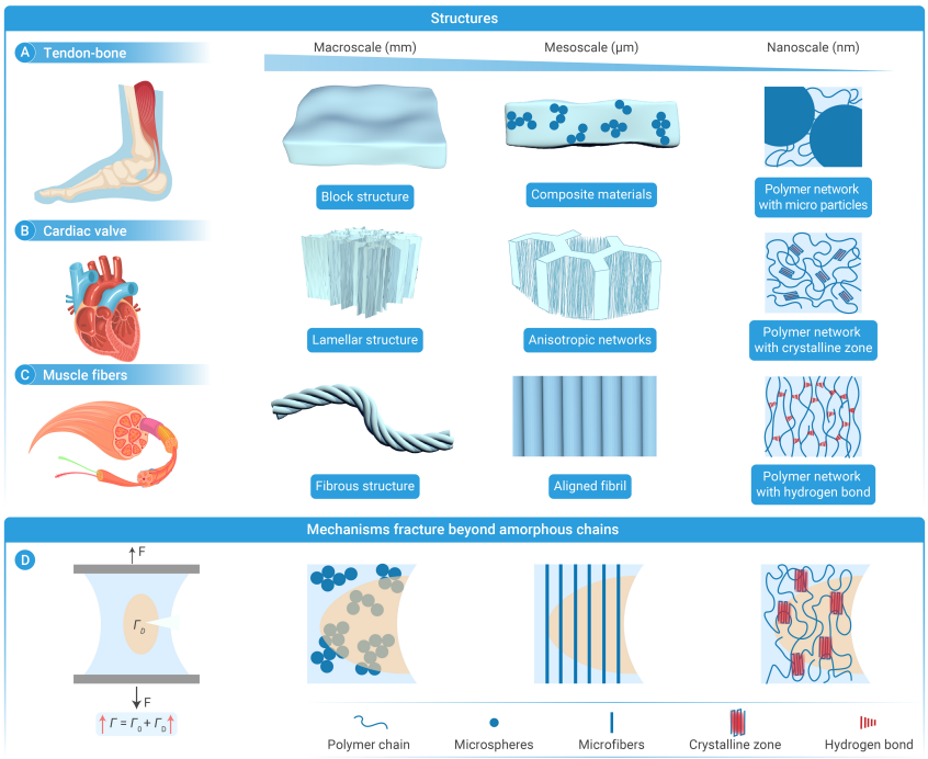 Bioinspired multiscale regulation for hydrogels with superior mechanics