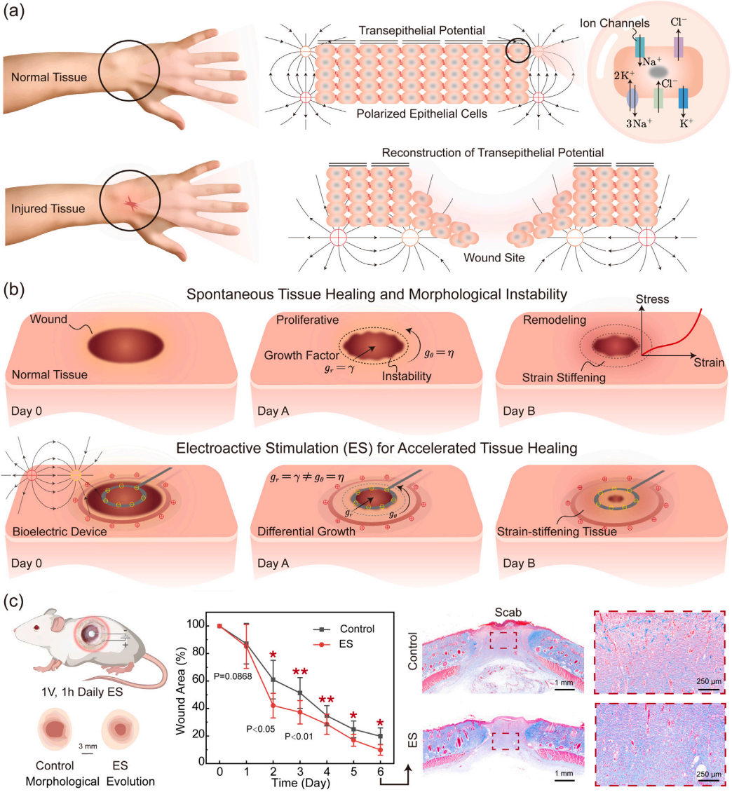 Electroactive differential growth and delayed instability in accelerated healing tissues