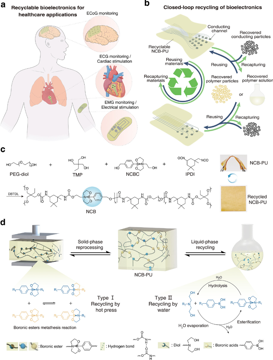 Polyurethane vitrimers engineered with nitrogen-coordinating cyclic-boronic-diester bonds for sustainable bioelectronics