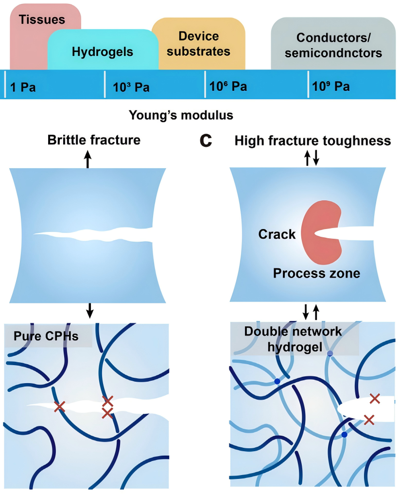Engineering Conducting Polymer Hydrogels for Bioelectronic Interfacing
